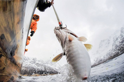 Skreien dras opp fra Lofothavet utenfor Svolvær. Foto: XXLofoten.
