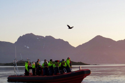 Havnørna dukker alltid opp på havørnsafari med RIB fra Henningsvær. Foto: Lofoten Opplevelser.