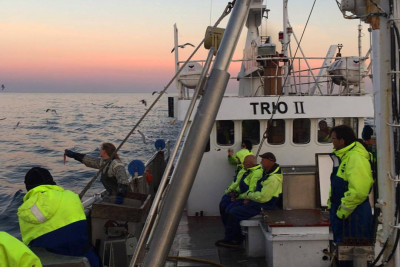 Måsene vil smake på fangsten under fisketur utenfor Reine. Foto: Aqua Lofoten Coast Adventure.