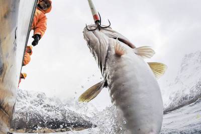 Skreien er den ønskede fangsten på fisketur under Lofotfisket. Foto: XXLofoten.
