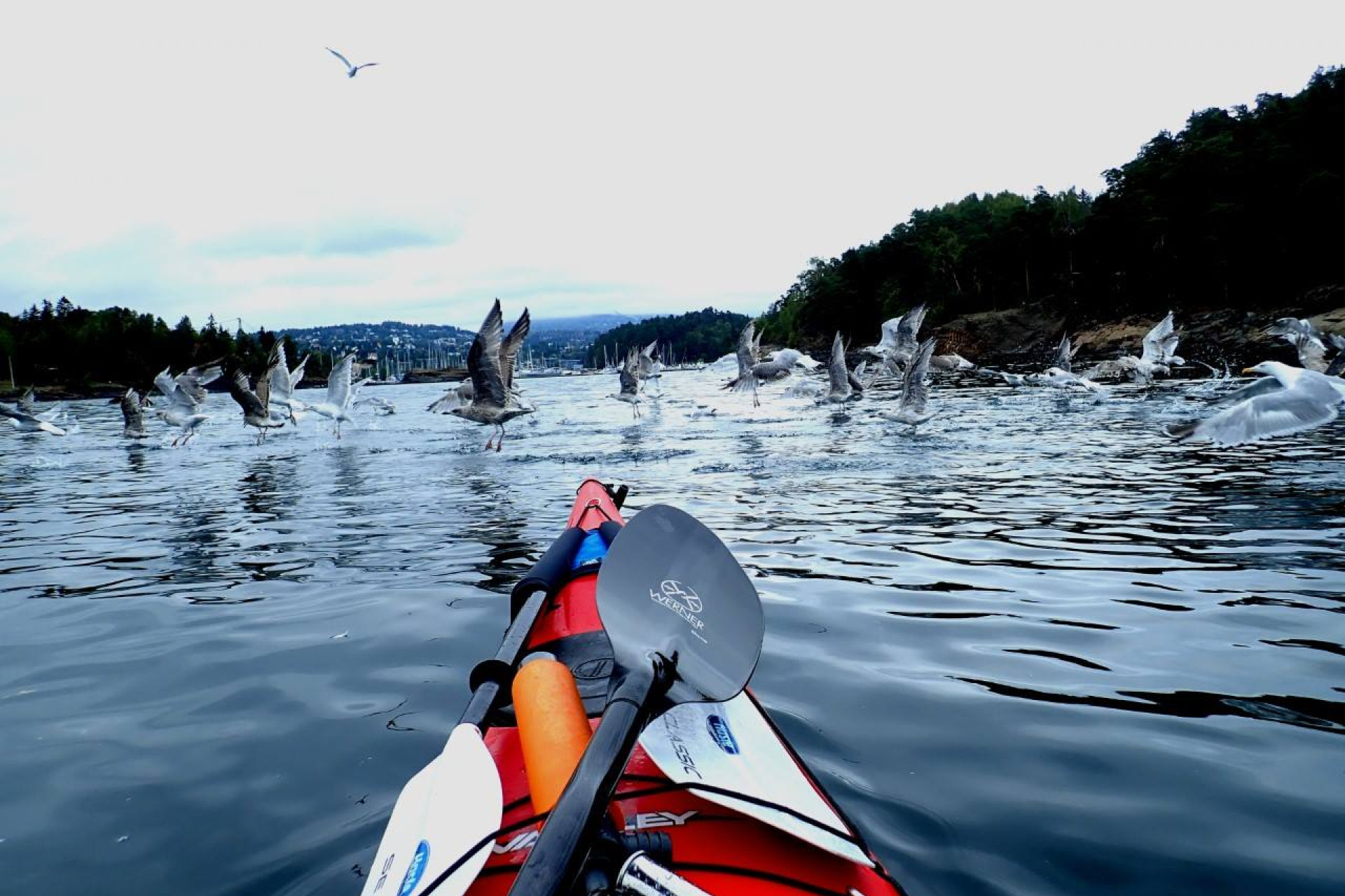 Du kommer veldig tett på naturen i kajakk. Foto: Oslo Kayak Tours.