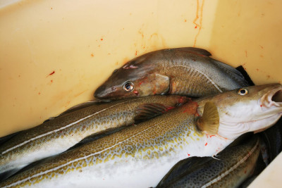 Skreien kommer ned fra Barentshavet for å gyte og har skapt Lofotfisket i over 1000 år. Foto: Henningsvær Havfiske.
