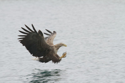 Havørna jakter fisk i vannskorpa. Foto: Lofoten Opplevelser.