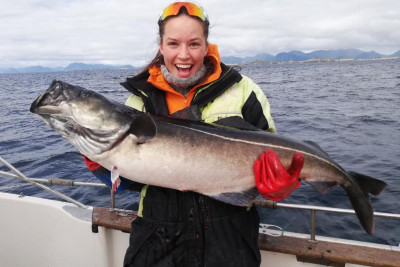Selv om skrei er hovedfangsten under Lofotfisket, kan du også få annen fangst som denne kjempestore seien.