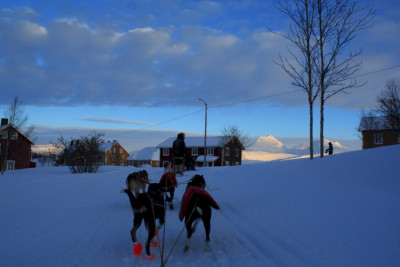 Hundene på vei inn på Jakobsbakken. Foto: Jakobsbakken Mountain Resort.
