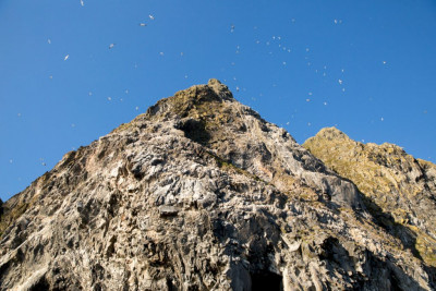 Runde er Nord-Europas mest artsrike fuglefjell. Foto: Havopplevelse.