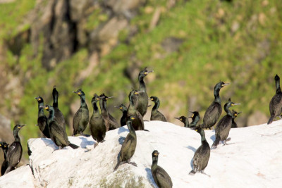 Skarven er et hyppig bekjentskap på RIB-turene til Runde. Foto: Havopplevelse.