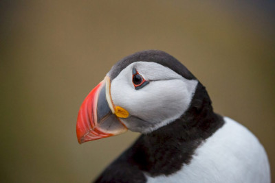 Runde er, i tillegg til Røst, ett av to steder du kan se Lundefugl i Norge. Foto: Havopplevelse.